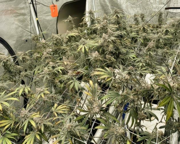 Молочно-белые трихомы марихуаны