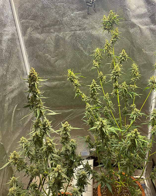 подготовка к харвесту Banana Purple Punch Auto