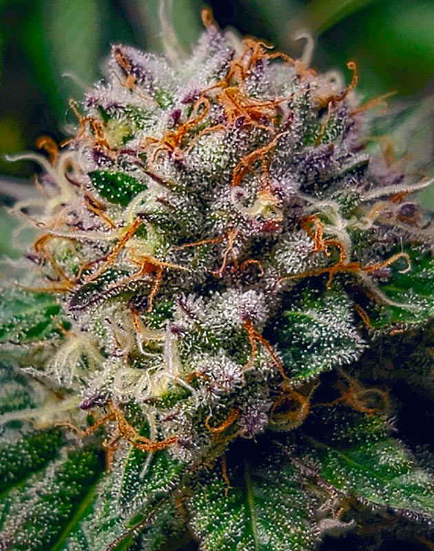 Изменения в поливе DDoS #33 Уход за DDoS #33: снижение полива