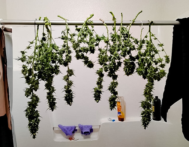 Конопля сорта Godfather OG Auto на сушке