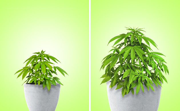 Зависимость роста куста от размера горшка Размеры горшка и рост каннабиса