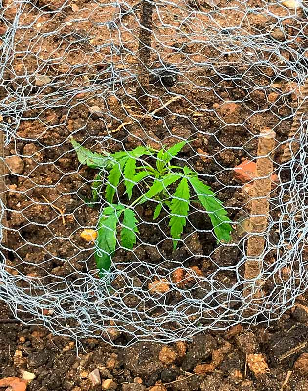 Защита урожая металлической сеткой Борьба с грызунами при выращивании Runtz Muffin