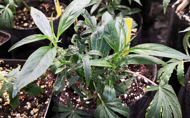 Измененные листья на клонах Листья с одним «пальцем»