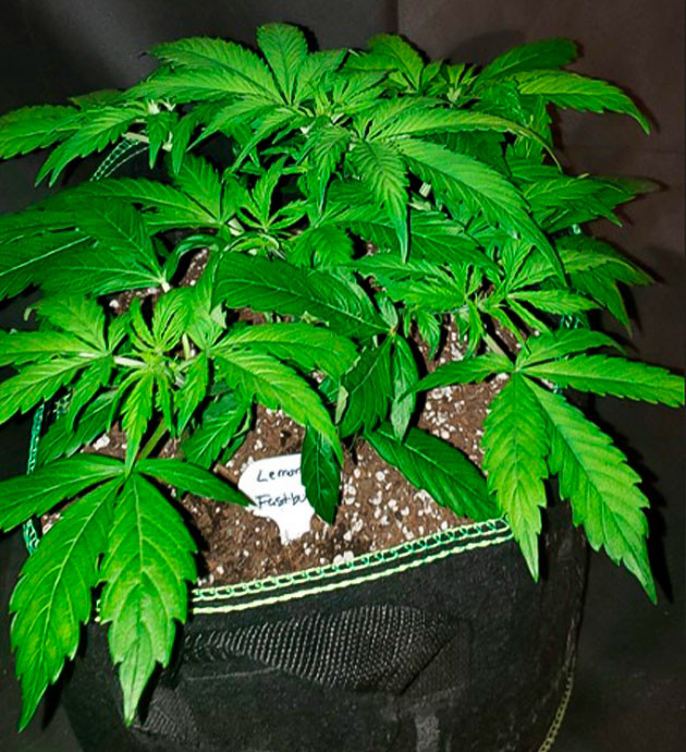 Куст конопли высотой 30 см