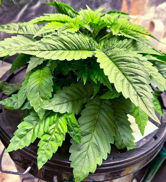 выращивание сорта конопли Roze Runtz Стимуляция роста куста Roze Runtz