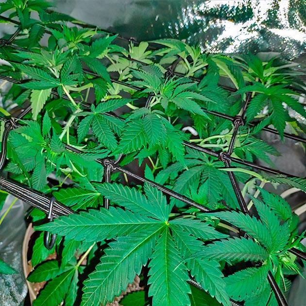 Куст Keepers OG Autoflower от Seedkeepers на 5 неделе