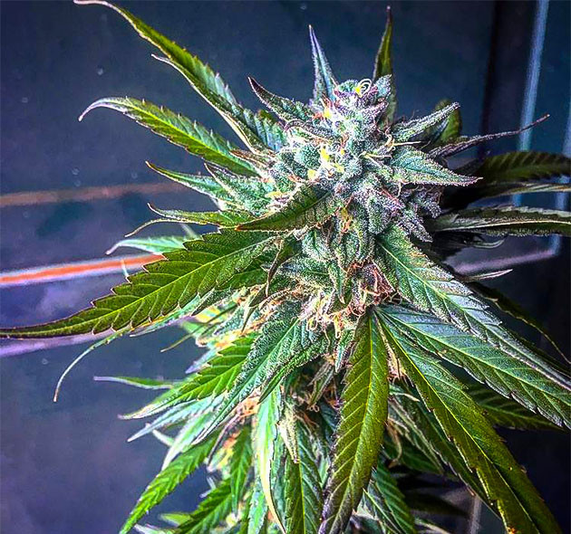 Подготовка к уборке урожая Blueberry X Окончание цветения и подготовка к уборке урожая Blueberry X