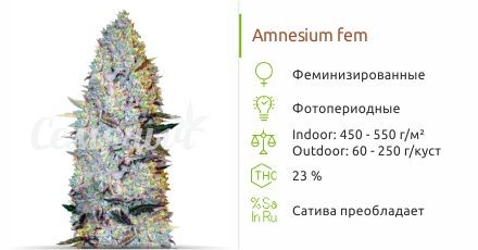Amnesium fem (Victory Seeds)