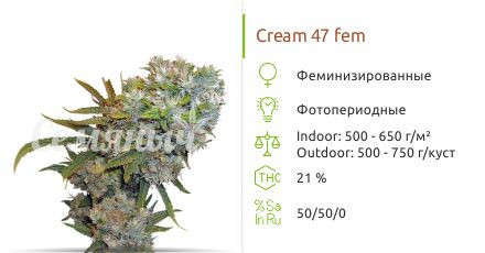 Сорт марихуаны Cream 47 Cream 47 от Sweet Seeds