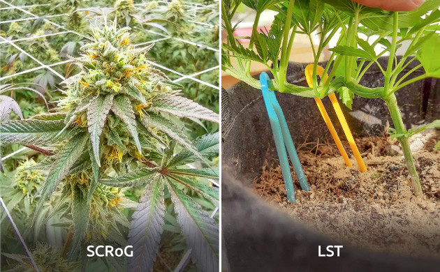 Выращивание сативных сортов конопли Как выращивать сативные сорта каннабиса