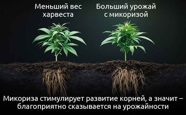 Микориза и полезные бактерии для конопли