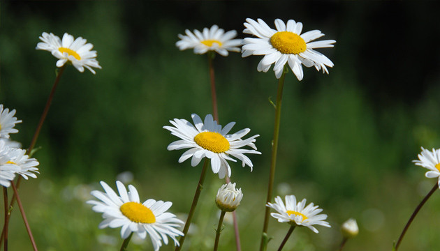 Ромашка помогает конопле расти Ромашка увеличивает производства эфирных масел