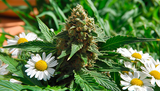 Свойства и эффекты бисаболола Терпен бисаболол