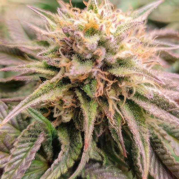 Ghost Train Haze темнеет и готовится к харвесту Зрелые шишки Ghost Train Haze, покрытые смолой