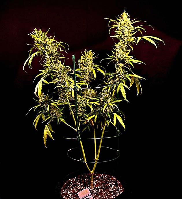 Куст Big Bud Auto от Herbies Seeds на 9 неделе выращивания