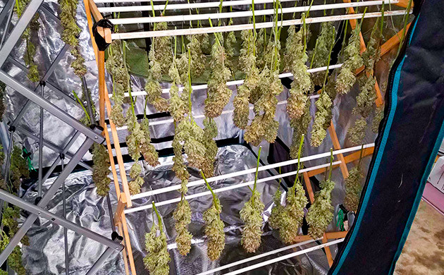 Харвест Gelato Auto Харвест и сушка соцветий Gelato Auto