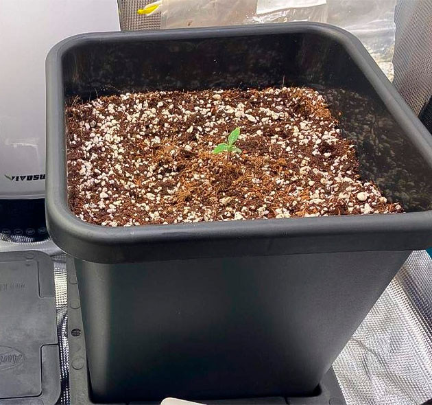 Высадка сантиметрового ростка в субстрат Маленький росток в 15 литровом горшке