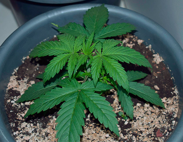 Добавление Organic Grow Liquid Увеличение количества удобрений