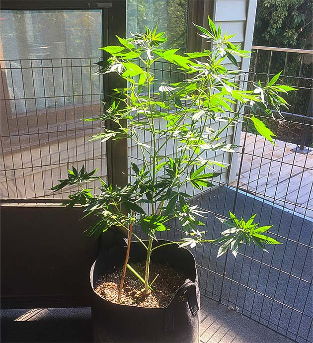 Уход за Blueberry X в жаркий август Преодоление жары при выращивании Blueberry X