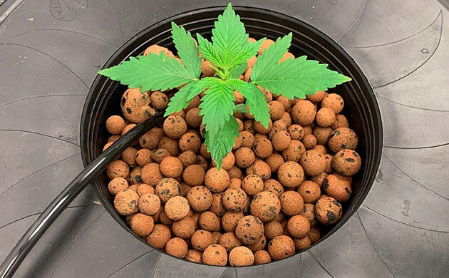 Керамзит для выращивания конопли без почвы