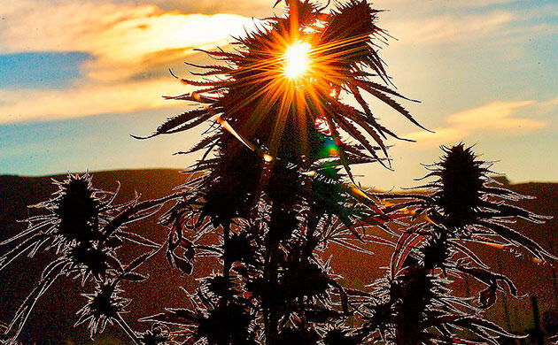 Открытое поле как среда для выращивания каннабиса Конопля в естественной полевой экосистеме