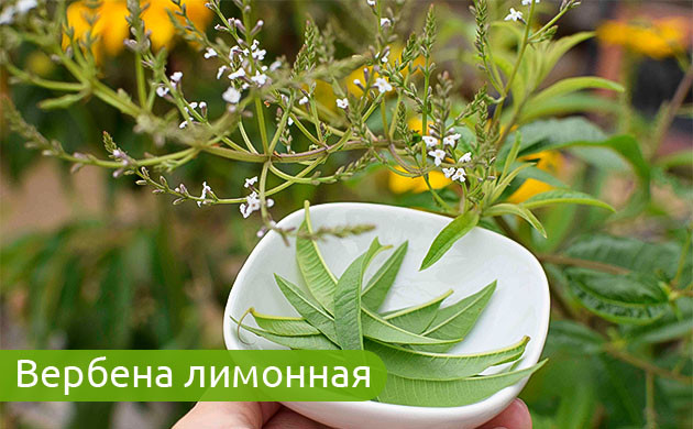 Лимонная вербена: чудо-трава от похмелья Восстановление печени с лимонной вербеной
