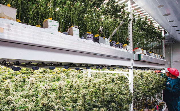 Вертикальное выращивание конопли