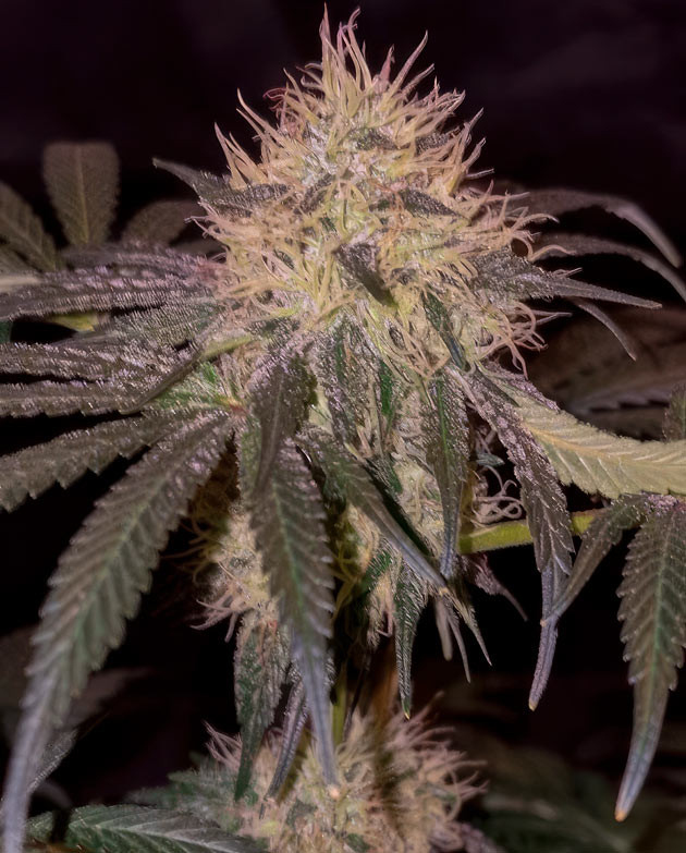 12 неделя роста марихуаны Формирование трихом у конопли