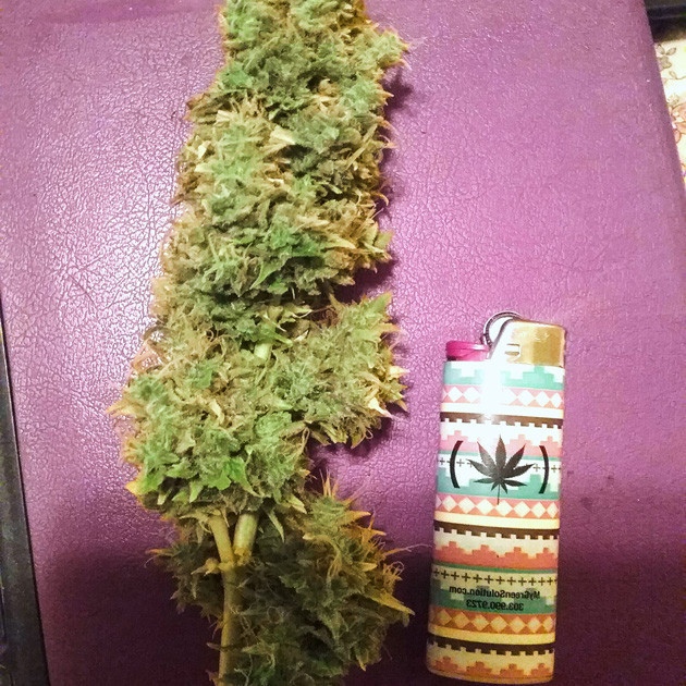 Большие шишки марихуаны от Speed Auto Урожай сорта конопли Speed Auto