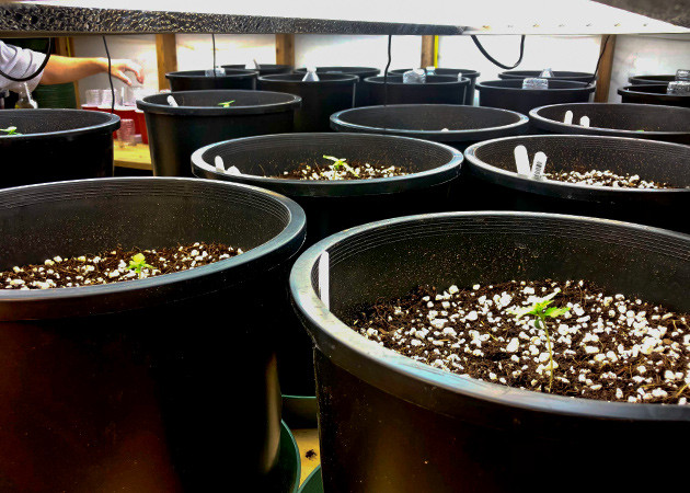 Растение Gelato Auto Выращивание конопли Gelato Auto