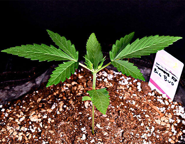 Растишка Big Bud Auto от Herbies Seeds на 2 неделе развития