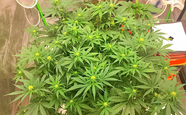 Выращивание Critical Kush выращивание сорта конопли Critical Kush