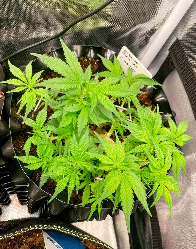 Изменения состава удобрений Куст Gorilla Zkittlez Auto от FastBuds на 6 неделе