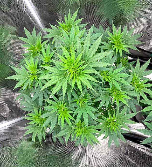 Начало цветения и состав удобрений Кусты Biscotti Mintz от Barney's Farm на 7 неделе