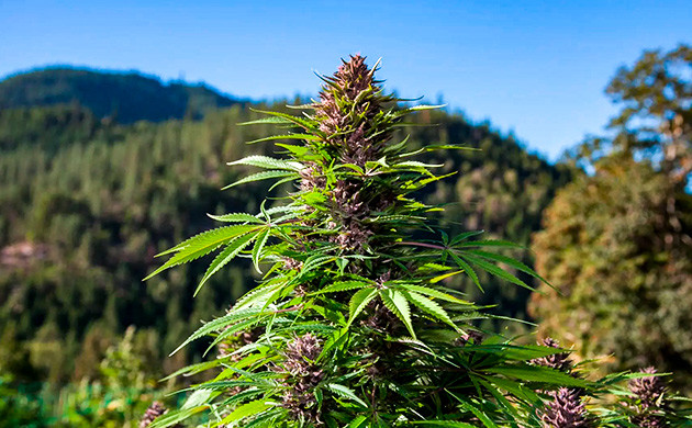 Неприхотливость автоцветущих кустов