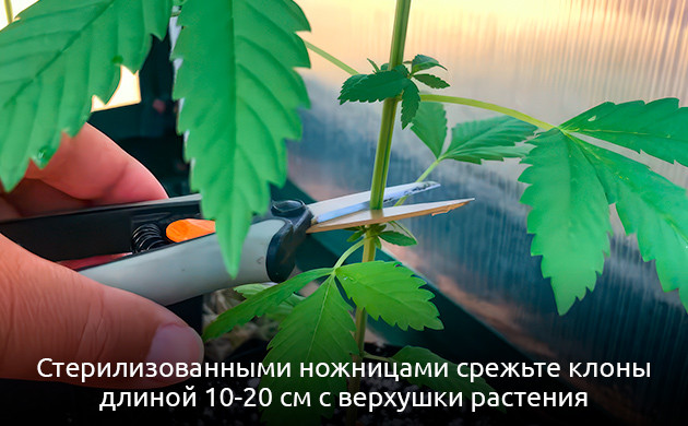 Подготовка черенков для клонирования