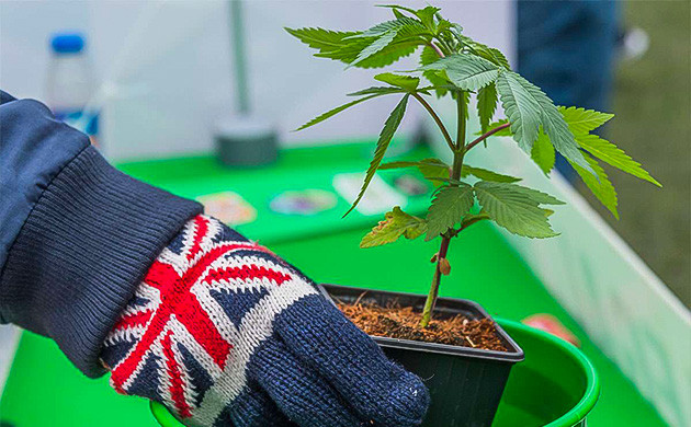 История сидбанка История создания Dr Krippling Seeds