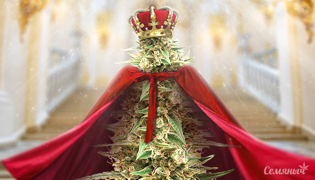 Подробнее о легендарном сорте Haze Королева сатив