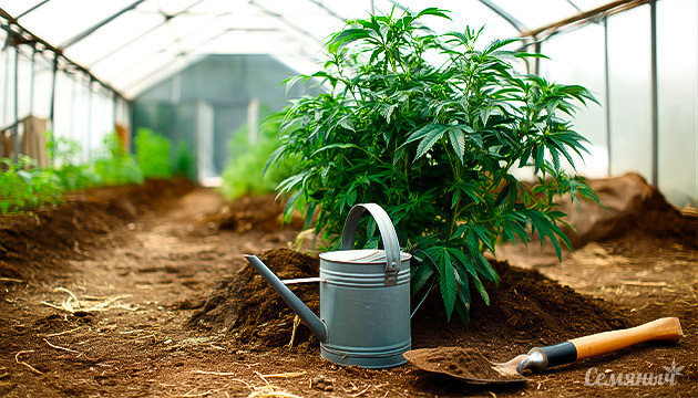 Условия выращивания и терпеновый профиль