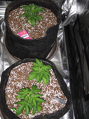 Фим подрезка на четвертой стадии выращивания Три куста Tangie'matic auto на 4 неделе выращивания