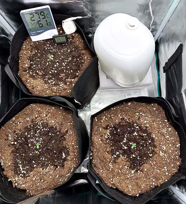 Сажены сорта Strawberry Cheesecake Auto