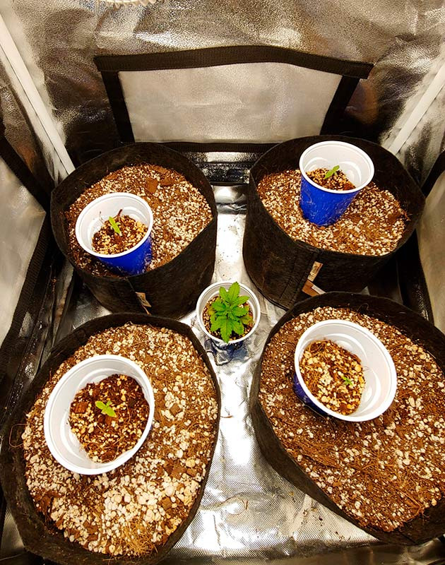 Четыре росточка с первой парой листьев