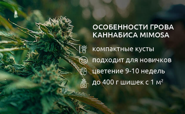Выращивание сорта конопли Mimosa