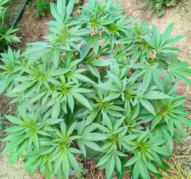 Растягивание ветвей на 11 неделе роста Густой куст Golosa