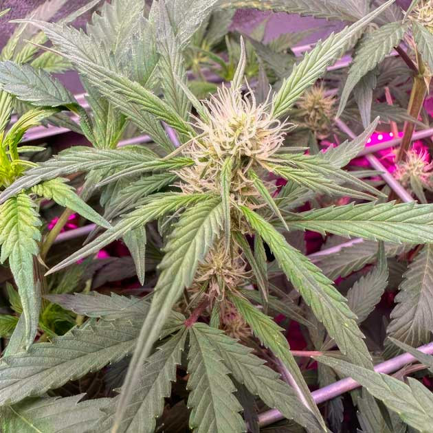 Метод ScrOG конопли Конопля на 6 неделе роста