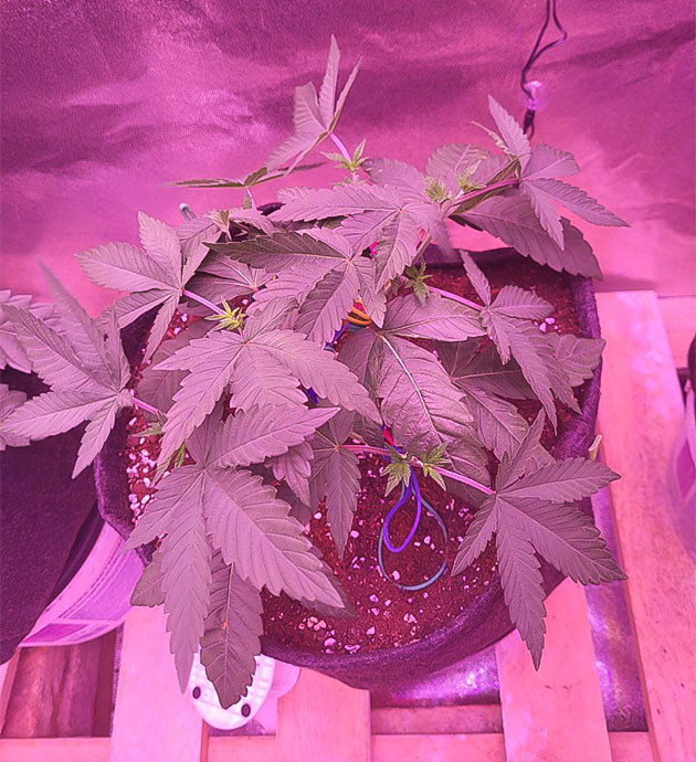 Растяжка марихуаны и формирование окончательной формы куста Куст конопли с обрезанными макушками