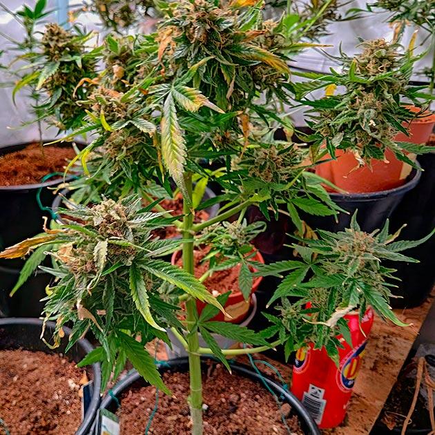 Пожелтение листьев и подготовка к харвесту Куст Grandmommy Purple Auto от Herbies Seeds на 7 неделе