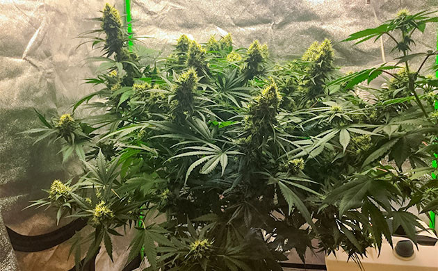 Цветение сорта Critical Kush Расстояние от куста Critical Kush до светильника