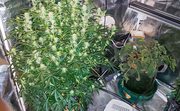 Wedding Cheesecake Auto с другими растениями в боксе