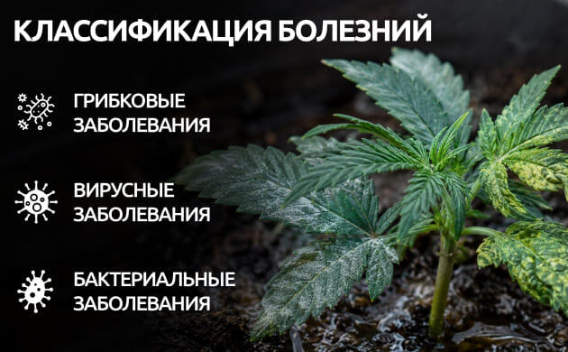 Грибковые, бактериальные и вирусные болезни конопли Классификация болезней конопли в открытом грунте